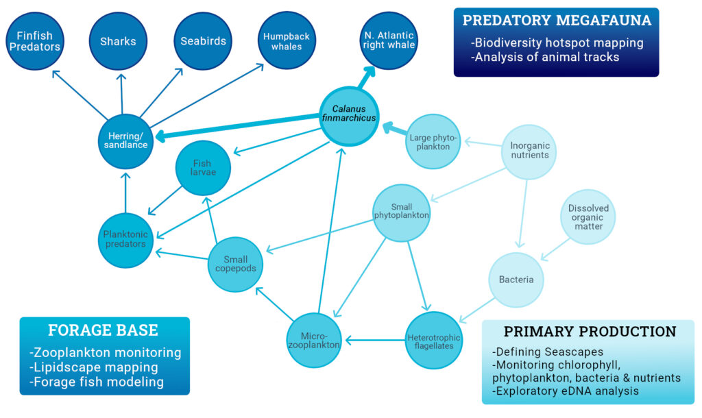 GOM Food Web